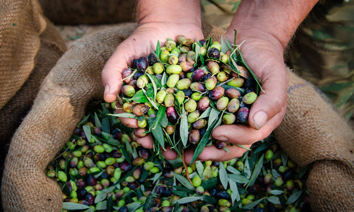 Different Types Of Olive Oil